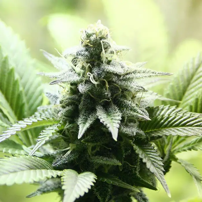 Kreamy Karamel/Karamelo - Kannabia