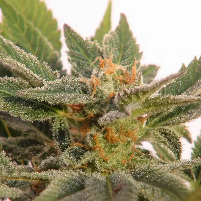 Kritic Auto - Kannabia