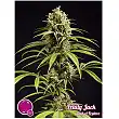 Fruity Jack / Jack el Frutero 2 - Philosopher Seeds