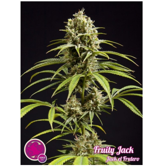 Fruity Jack / Jack el Frutero 2