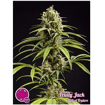 Fruity Jack / Jack el Frutero 2 - Philosopher Seeds