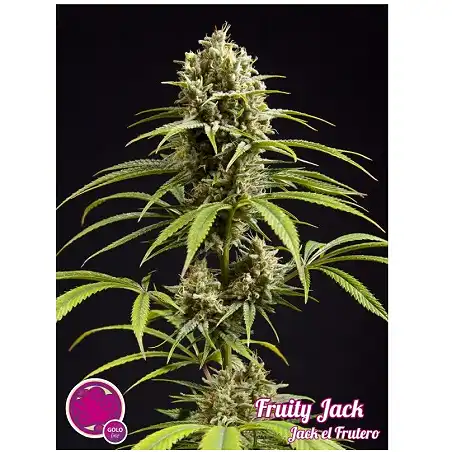 Fruity Jack / Jack el Frutero 2 - Philosopher Seeds