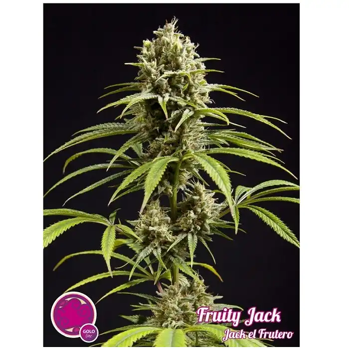 Fruity Jack / Jack el Frutero 2 - Philosopher Seeds
