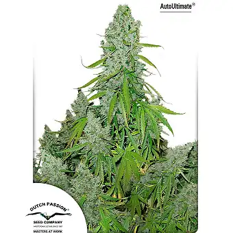 Auto Ultimate - Dutch Passion