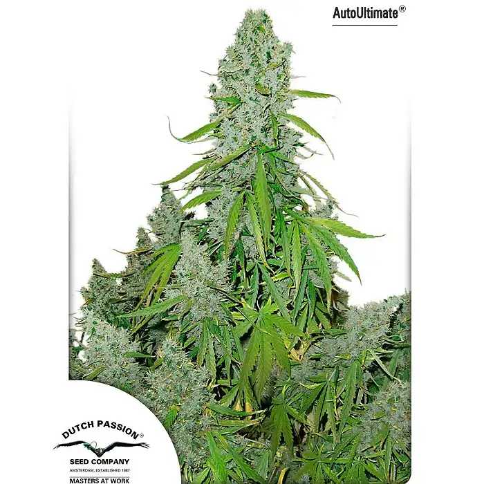 Auto Ultimate - Dutch Passion