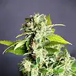 Mikromachine Auto 2 - Kannabia
