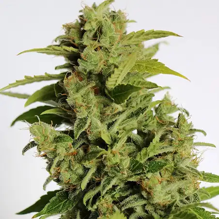 Mikromachine Auto - Kannabia