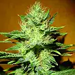 Mamba Negra CBD - Blimburn Seeds