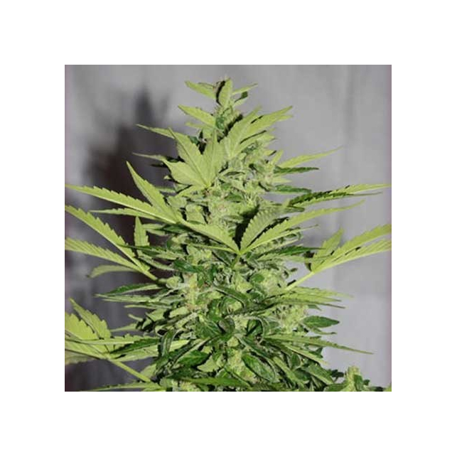 Auto Supreme CBD Lemon OG