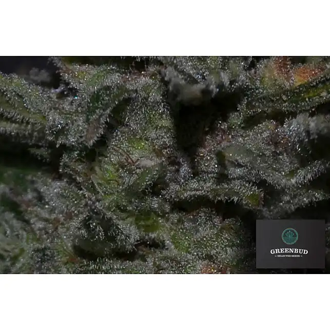 Black in Black - Greenbud Seeds