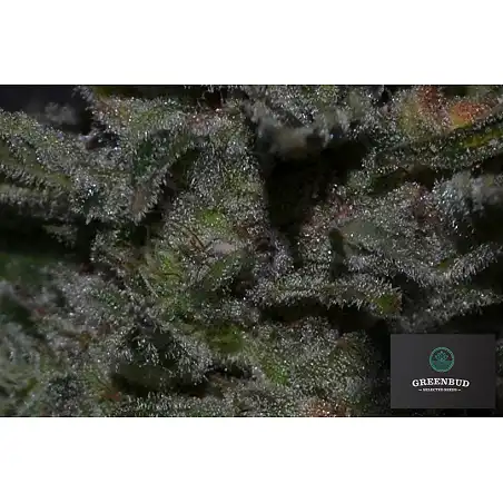 Black in Black - Greenbud Seeds