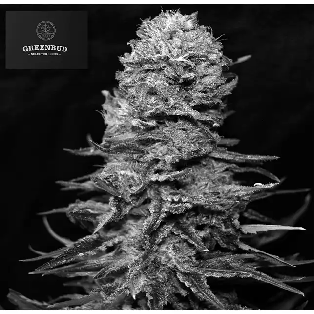 Black in Black - Greenbud Seeds