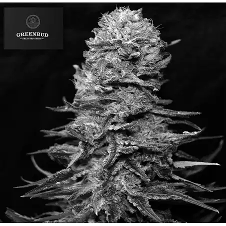 Black in Black - Greenbud Seeds