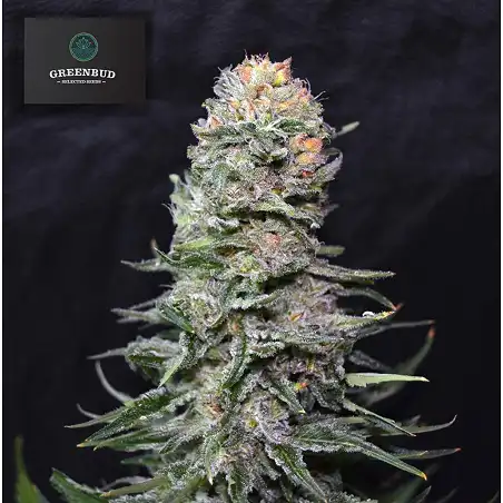 Black in Black - Greenbud Seeds