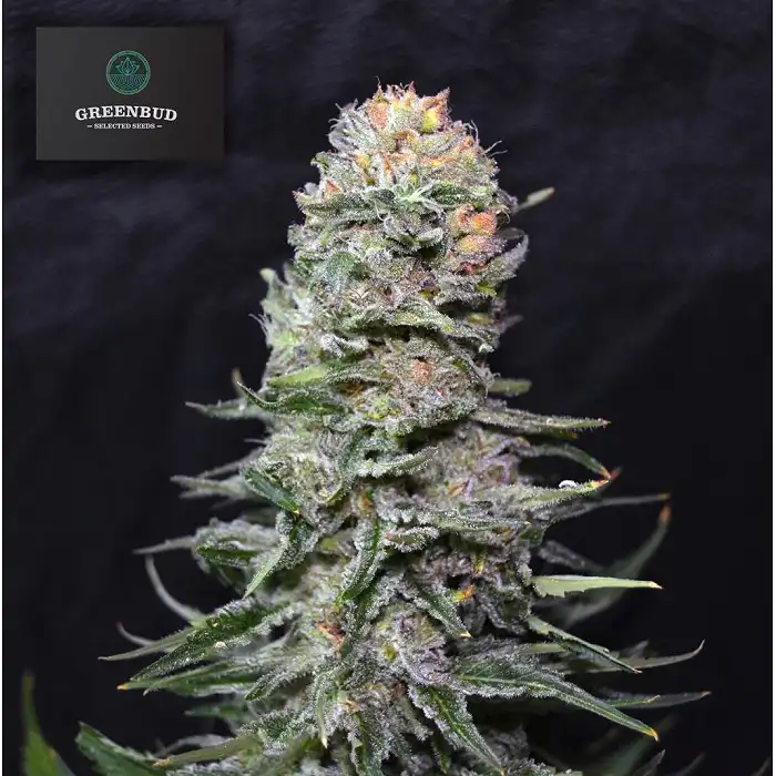 Black in Black - Greenbud Seeds