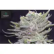 Lemon Pie - Greenbud Seeds Lemon Pie - Greenbud Seeds