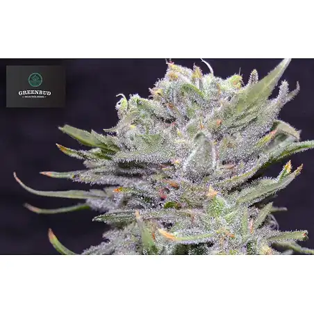 Lemon Pie - Greenbud Seeds