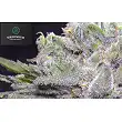 Lemon Pie - Greenbud Seeds Lemon Pie - Greenbud Seeds