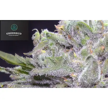 Lemon Pie - Greenbud Seeds