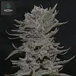 Lemon Pie - Greenbud Seeds Lemon Pie - Greenbud Seeds