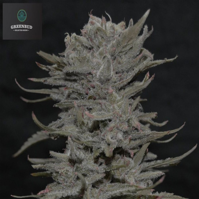 Lemon Pie