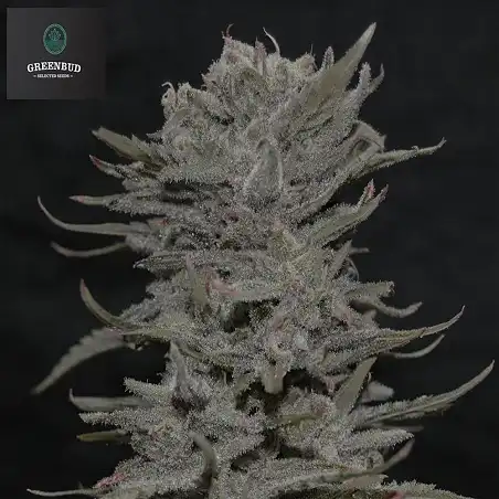 Lemon Pie - Greenbud Seeds