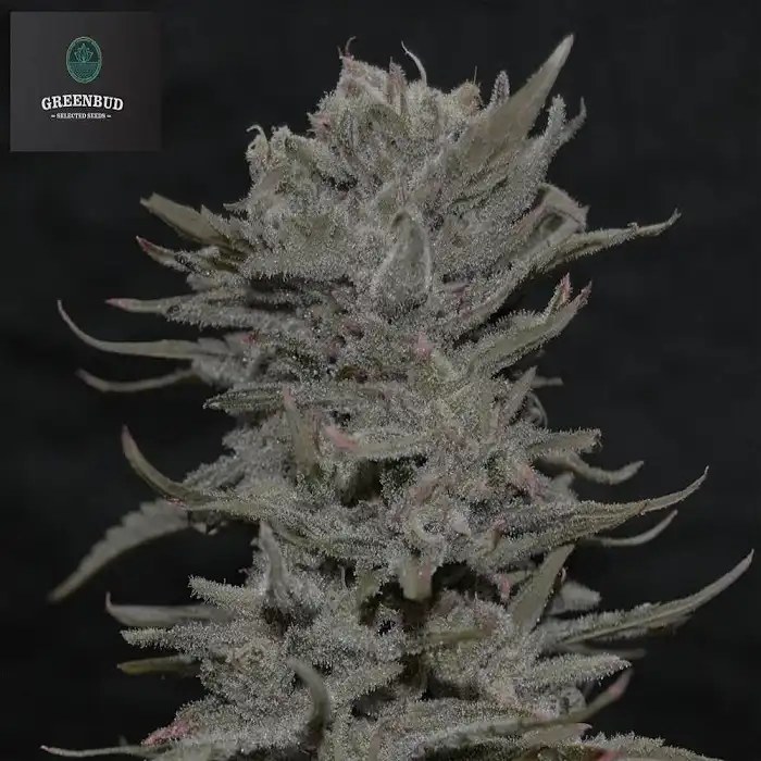 Lemon Pie - Greenbud Seeds