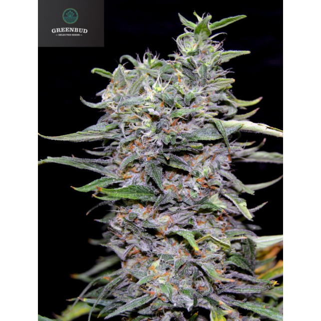 Green Power XL