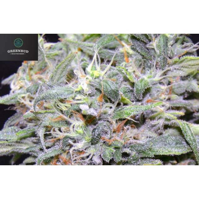 Green Power XL