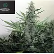 Blackout Express - Greenbud Seeds
