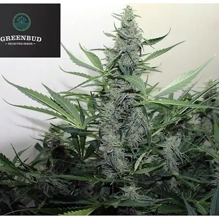 Blackout Express - Greenbud Seeds