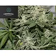 Blackout Express - Greenbud Seeds Blackout Express - Greenbud Seeds