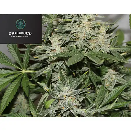 Blackout Express - Greenbud Seeds