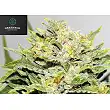 Blackout Express - Greenbud Seeds