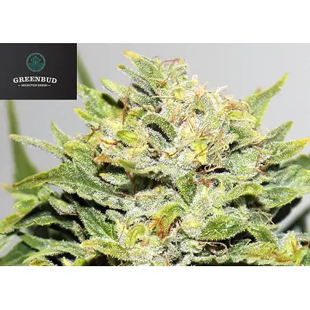 Blackout Express - Greenbud Seeds
