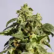 Skunk + - Kannabia Skunk + - Kannabia