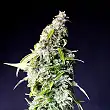 Speedy Boom Auto - Kannabia