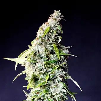 Speedy Boom Auto - Kannabia