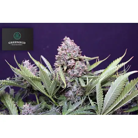 Polar Express - Greenbud Seeds