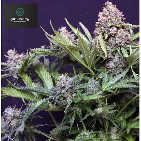 Polar Express - Greenbud Seeds