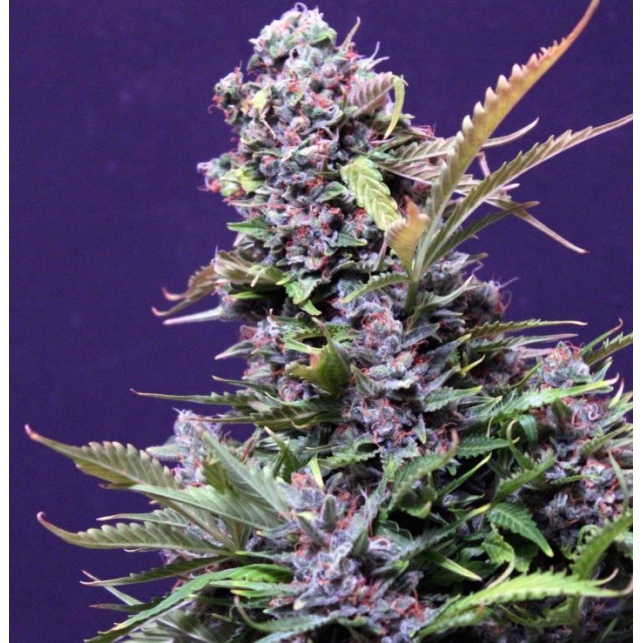 Bud Maker Auto