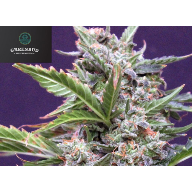 Bud Maker Auto