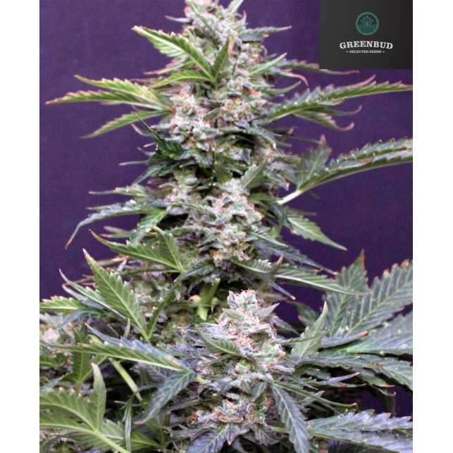 Bud Maker Auto
