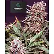 Lemon Pie Auto - Greenbud Seeds Lemon Pie Auto - Greenbud Seeds