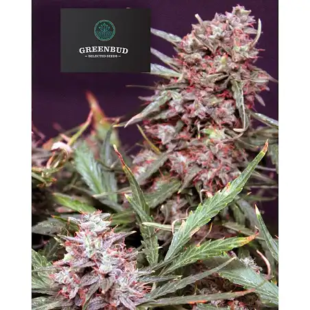 Lemon Pie Auto - Greenbud Seeds