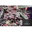 Lemon Pie Auto - Greenbud Seeds Lemon Pie Auto - Greenbud Seeds