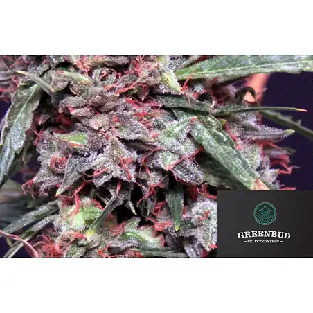 Lemon Pie Auto - Greenbud Seeds