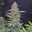 White Widow X AK Early Version - Greenbud Seeds