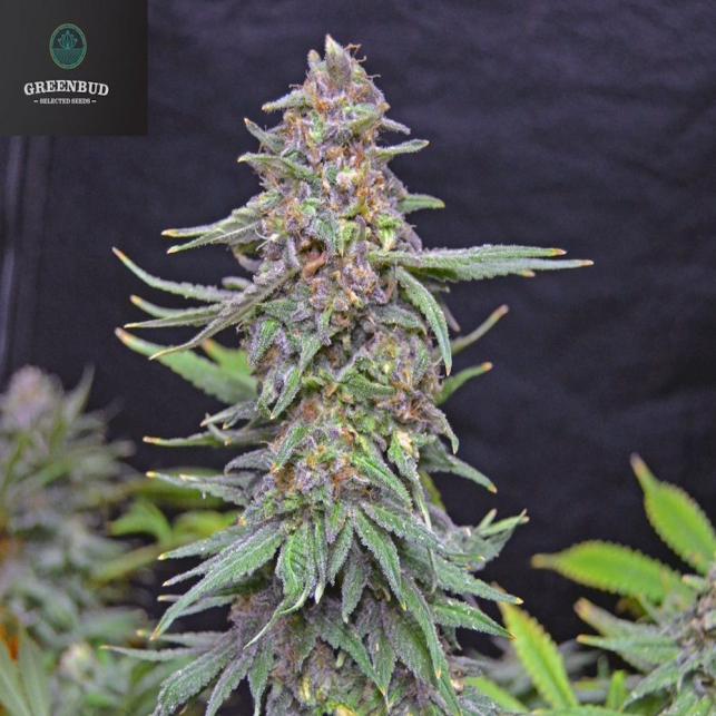 White Widow X AK Early Version - Greenbud Seeds