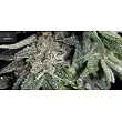 White Widow X AK Early Version - Greenbud Seeds White Widow X AK Early Version - Greenbud Seeds